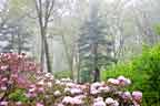 Jenkins Arboretum in the spring